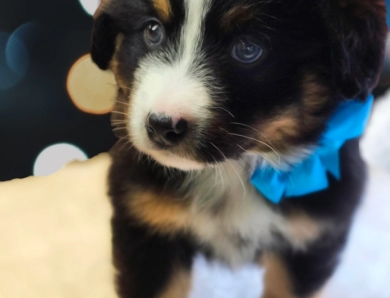 Bluey Bernese Mountain Dog