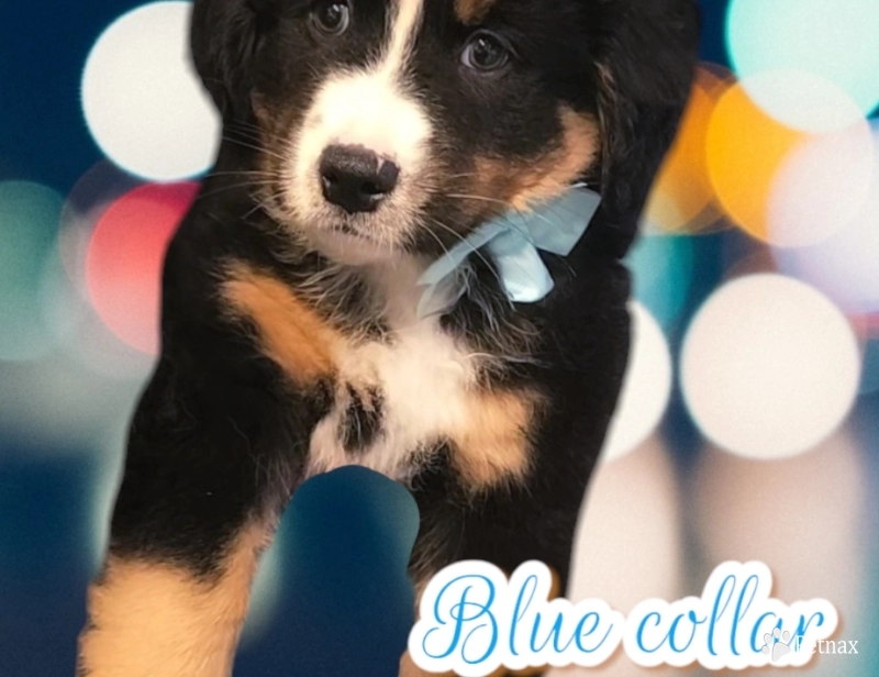 Bluey Bernese Mountain Dog