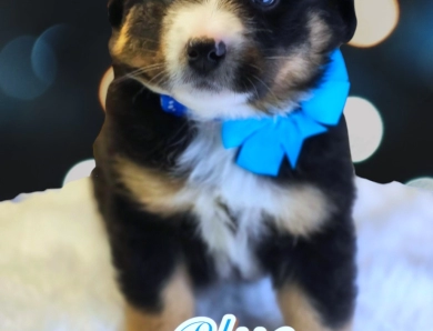 Bluey Bernese Mountain Dog