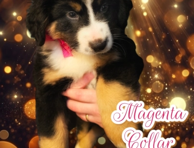 Magenta Collar Bernese Mountain Dog