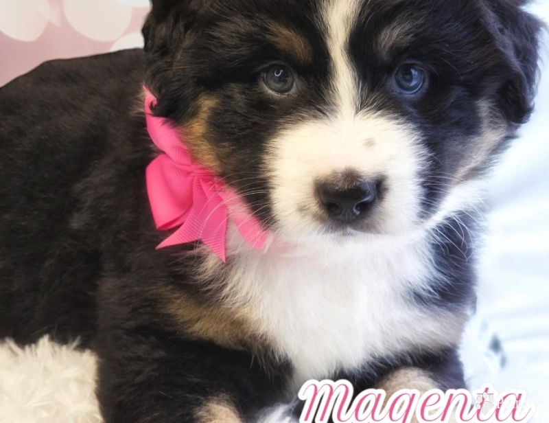 Magenta Collar Bernese Mountain Dog