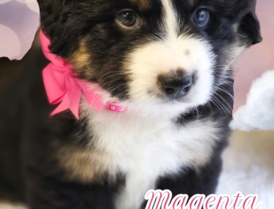 Magenta Collar Bernese Mountain Dog