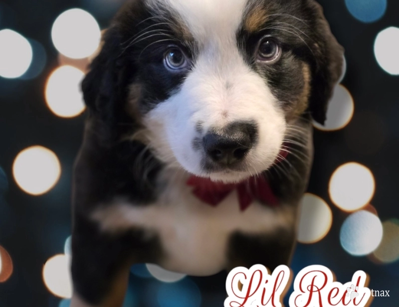 Lil Red Bernese Mountain Dog