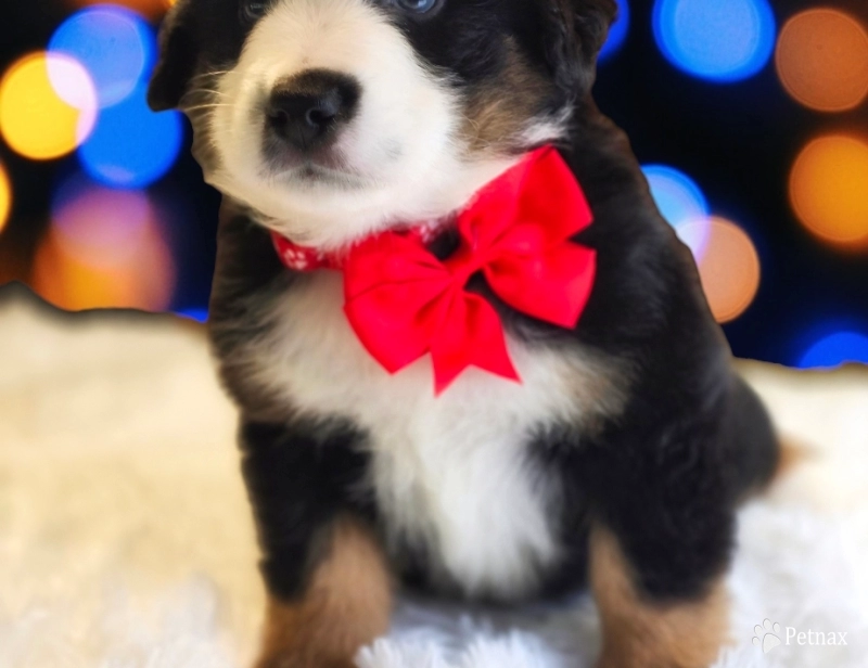 Lil Red Bernese Mountain Dog