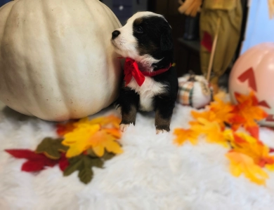 Lil Red Bernese Mountain Dog