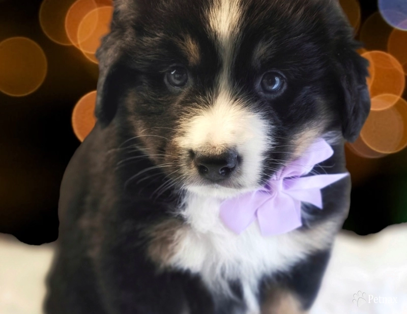 Purple Collar Bernese Mountain Dog