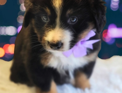 Purple Collar Bernese Mountain Dog