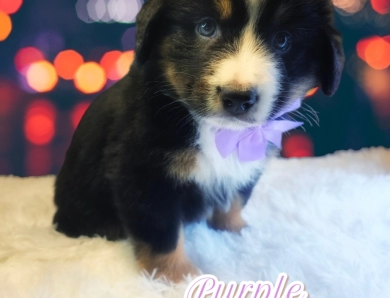 Purple Collar Bernese Mountain Dog