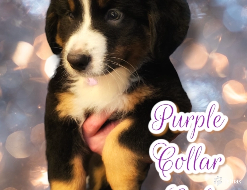 Purple Collar Bernese Mountain Dog