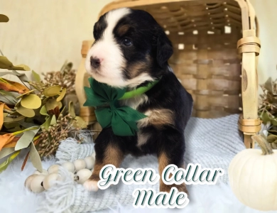 Green Collar Bernese Mountain Dog