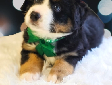 Green Collar Bernese Mountain Dog