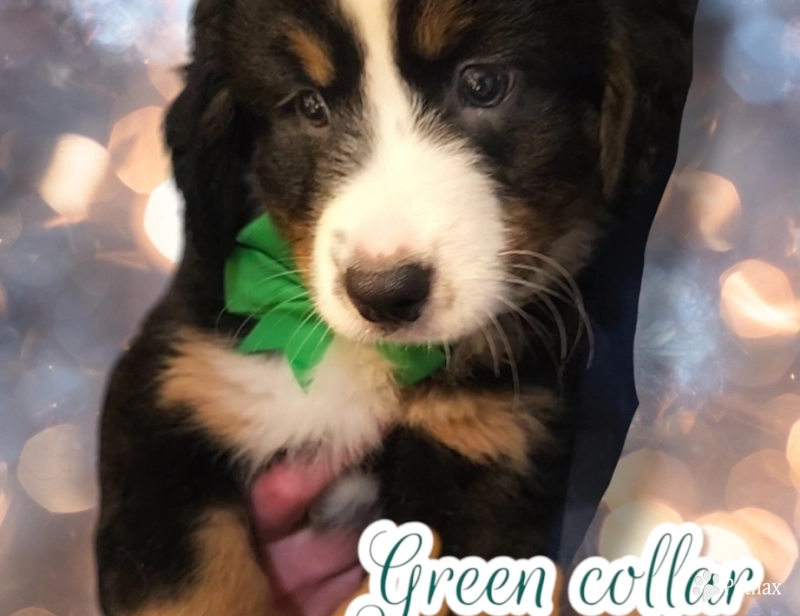 Green Collar Bernese Mountain Dog