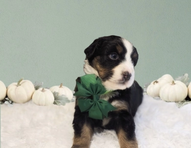 Green Collar Bernese Mountain Dog