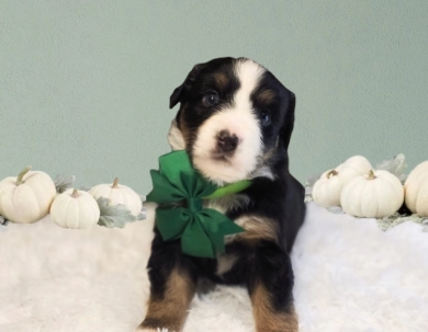 Green Collar Bernese Mountain Dog