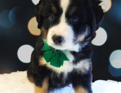 Green Collar Bernese Mountain Dog