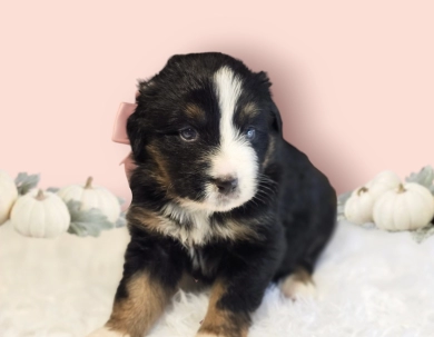 Pinky Bernese Mountain Dog