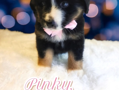 Pinky Bernese Mountain Dog