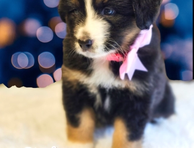 Pinky Bernese Mountain Dog