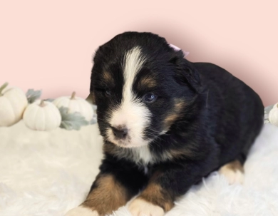 Pinky Bernese Mountain Dog