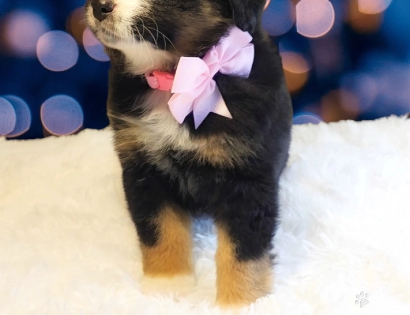 Pinky Bernese Mountain Dog