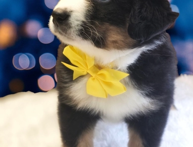 Yellow Collar Bernese Mountain Dog