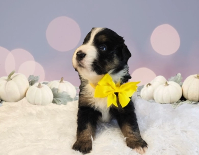 Yellow Collar Bernese Mountain Dog