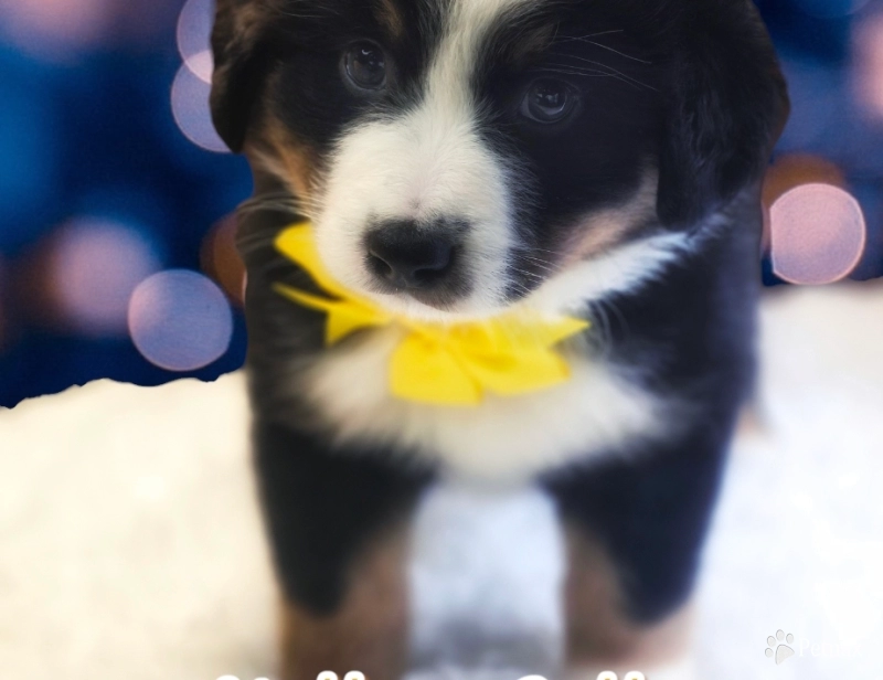 Yellow Collar Bernese Mountain Dog