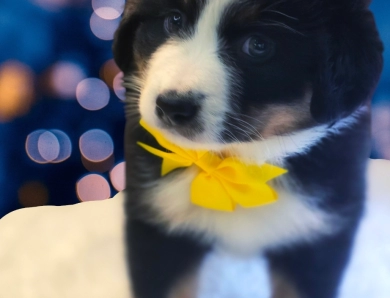 Yellow Collar Bernese Mountain Dog