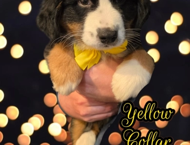 Yellow Collar Bernese Mountain Dog