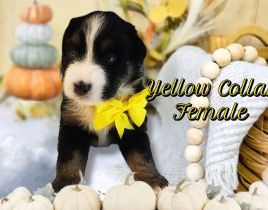 Yellow Collar Bernese Mountain Dog