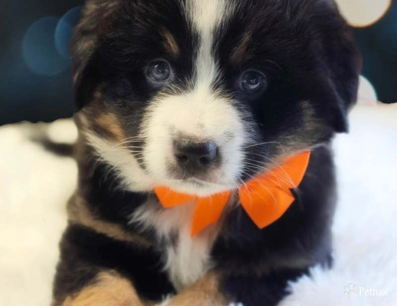 Orange Collar Bernese Mountain Dog