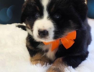 Orange Collar Bernese Mountain Dog