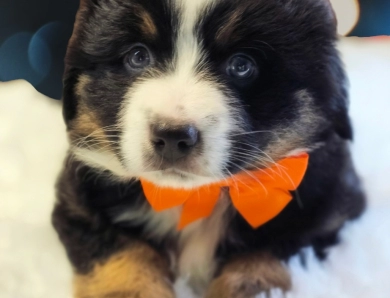 Orange Collar Bernese Mountain Dog