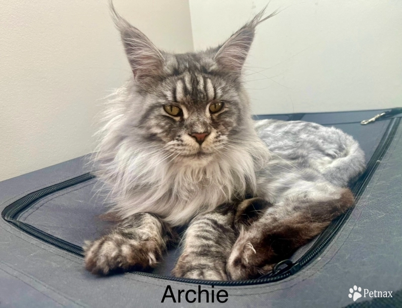 Archie Maine Coon