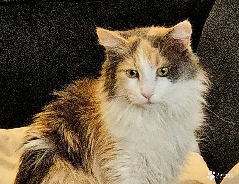 Callie Maine Coon