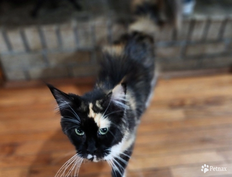 Fancy Maine Coon