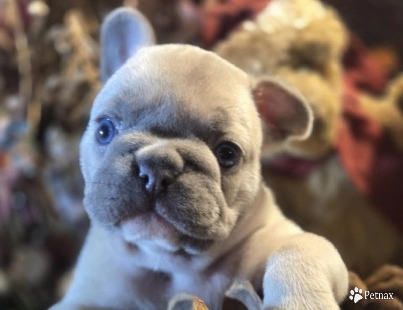 Diamond French Bulldog