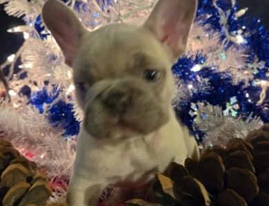 Diamond French Bulldog