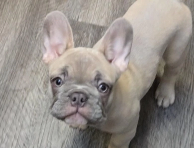 Diamond French Bulldog