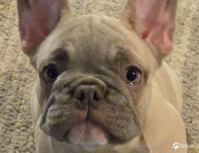 Diamond French Bulldog