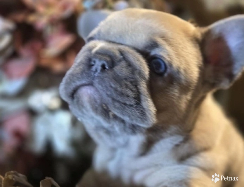 Sapphire French Bulldog