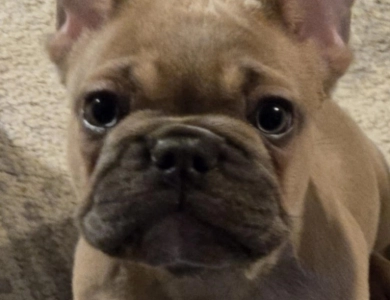 Sapphire French Bulldog