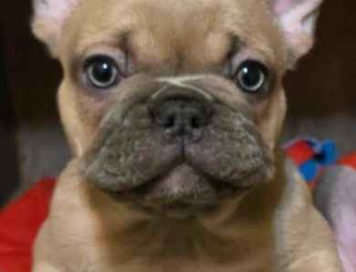 Sapphire French Bulldog