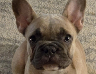 Ruby French Bulldog