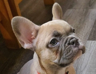 Ruby French Bulldog