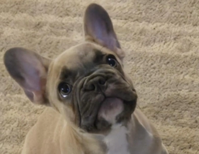 Ruby French Bulldog