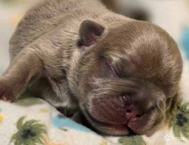 Emerald French Bulldog