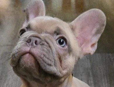 Topaz French Bulldog