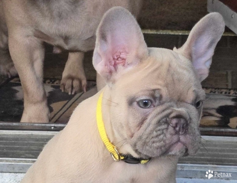 Topaz French Bulldog