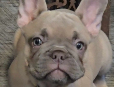 Topaz French Bulldog